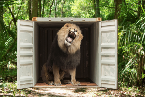 LION CARGO